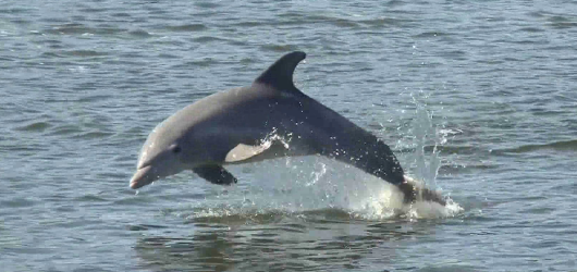 Dolphin jumping in Tampa, Florida (Hollis Pictures)
